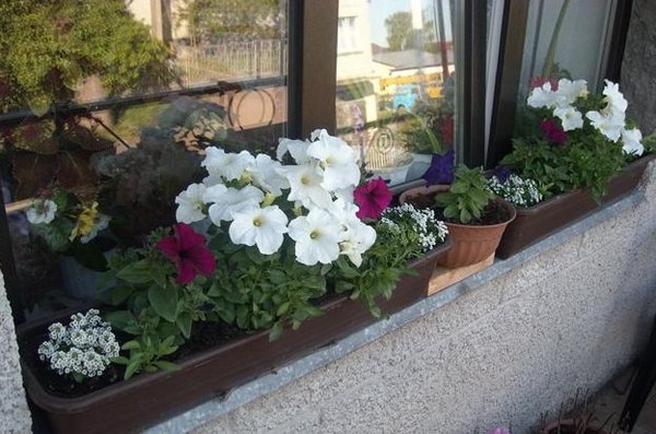 > Какие цветы и растения можно выращивать летом в балконных ящиках?