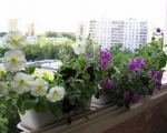 Балконные ящики для цветов-7-2