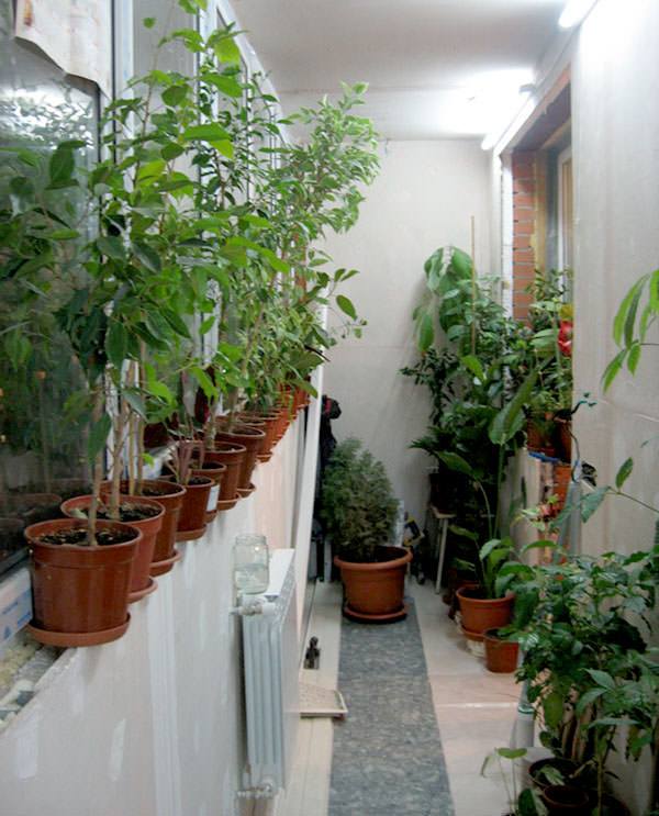 Летний и зимний сад на балконе – технические моменты и идеи оформления. Оформление зимнего сада в квартире – зеленый сад на балконе круглый год