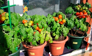 Выращивание помидоров на балконе: как вырастить томаты на подоконнике,пошагово