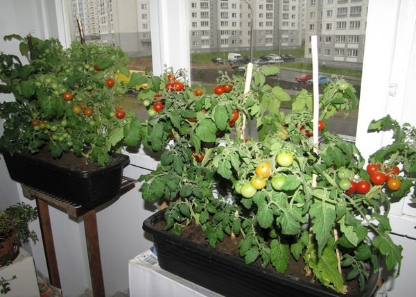помидоры на балконе выращивание