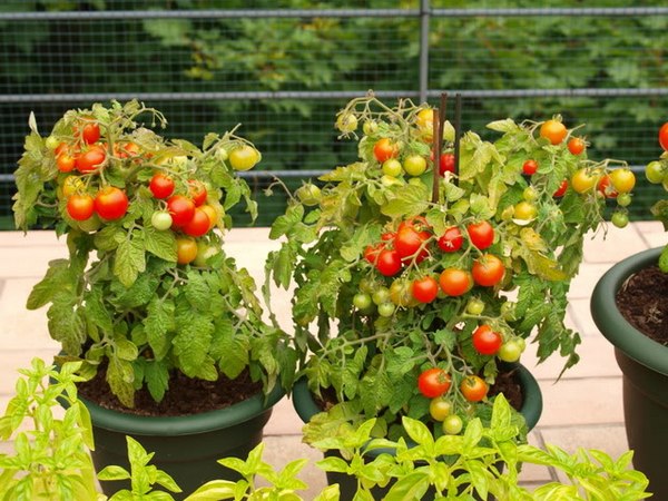 помидоры балконное чудо