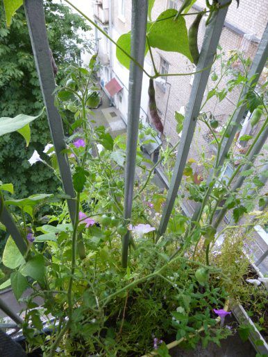 выращивание фасоли на балконе