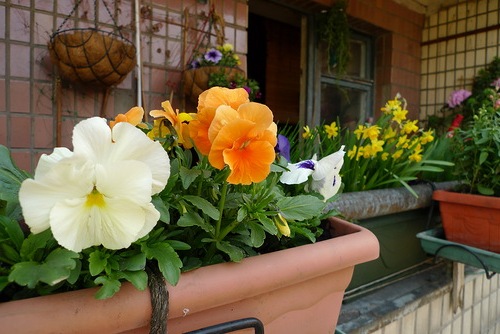 как украсить балкон цветами