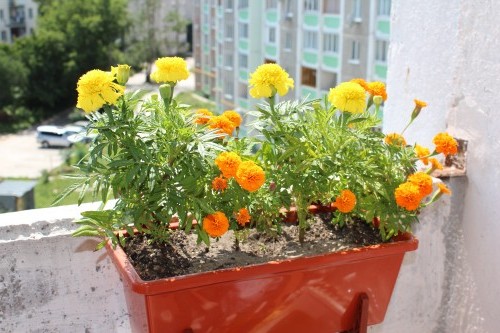 как вырастить цветы на балконе